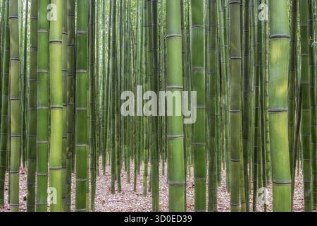 Simnidaebat Bambuswald. Der berühmte Bambuswald im Ulsan Taehwagang River Grand Park hat ein ausgedehntes Bambusfeld, das das Gebiet zwischen der Taehw bedeckt Stockfoto