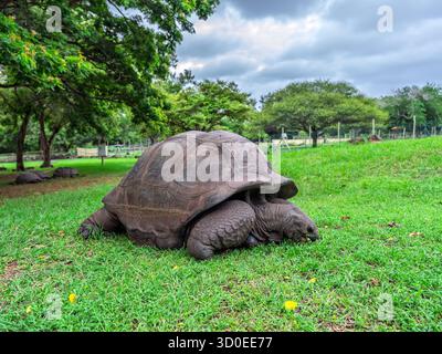 Eine herrliche Aldabra-Riesenschildkröte, ein ikonisches Symbol für Langlebigkeit, die friedlich auf üppigem grünem Gras unter einem dramatisch bewölkten Himmel weidet, zusammen mit anderen Stockfoto