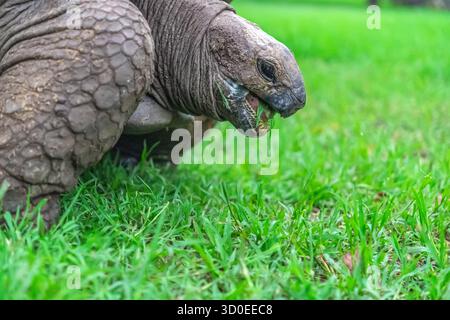 Eine detaillierte Aufnahme einer majestätischen Riesenschildkröte aus dem niedrigen Winkel, die ihre mächtigen Gliedmaßen und ihren zerknitterten Hals hervorhebt und inmitten hellgrüner Klingen auf der Suche ist Stockfoto