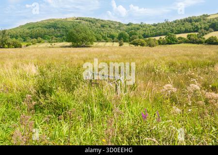 CORS Caron National Nature Reserve und Feuchtgebiet mit Heuwiese und Wald im Hintergrund Tregaron Wales UK. August 2025 Stockfoto