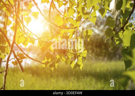 Naturhintergrund der Birkenfrühlingsjungen Blätter in den Sonnenstrahlen und Sonnenlicht auf Sommerfeld oder Wiese Stockfoto
