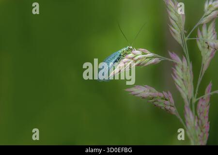 Florfliege (Chrysopidae) thront auf einem Gras Stammzellen Stockfoto
