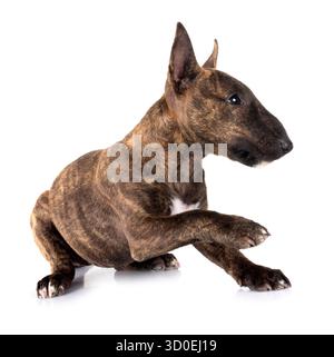Miniatur Bull Terrier vor weißem Hintergrund Stockfoto