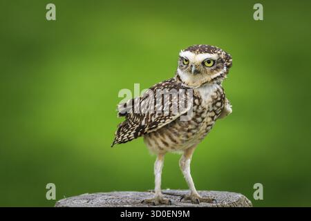Kanincheneule (Athene Cunicularia) thront auf einem Baumstumpf Stockfoto