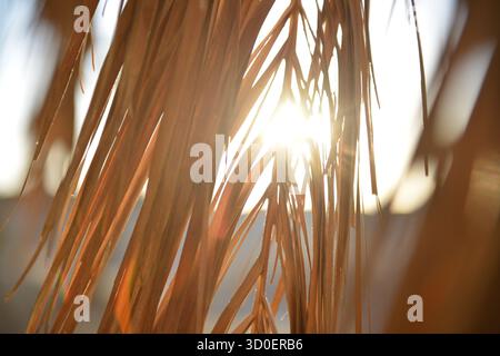 Goldenes Sonnenlicht scheint durch Palmblätter Stockfoto