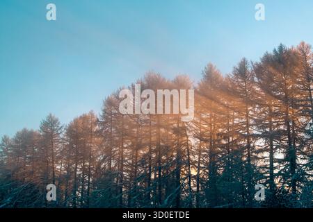 Nebliger Winterwald mit Sonnenstrahlen, die bei Sonnenaufgang durch die Bäume leuchten Stockfoto