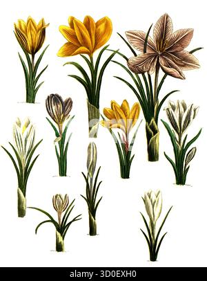 Safran, Crocus sativus und Frühlingscrocus, Crocus vernus, historisch, digital restaurierte Reproduktion eines Originals aus dem 19. Jahrhundert Stockfoto