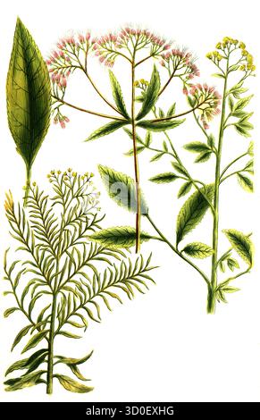 Waterhemp, Eupatorium spicatum, Bidens americanum und Canadense, historische, digital restaurierte Reproduktion eines Originals aus dem 19. Jahrhundert Stockfoto