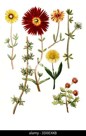 Verschiedene Arten von Ficoides africana, historische, digital restaurierte Reproduktion eines Originals aus dem 19. Jahrhundert Stockfoto