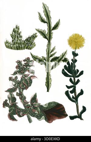 Ficoides afra, Africana, Peregrina, Skolopendrice, historisch, digital restaurierte Reproduktion eines Originals aus dem 19. Jahrhundert Stockfoto