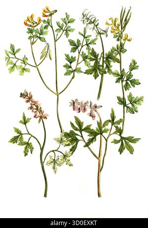 Fumitory, Fumaria siliguosa, bulbosa (4 Varianten), historische, digital restaurierte Reproduktion eines Originals aus dem 19. Jahrhundert Stockfoto
