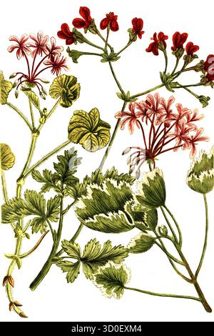 Kranzschnabelpflanzen der Art Geranium africanum, historische, digital restaurierte Reproduktion eines Originals aus dem 19. Jahrhundert Stockfoto