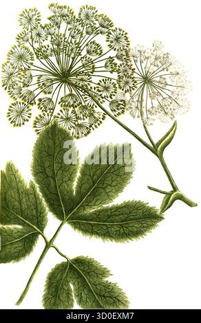 Masterwort, Peucedanum ostruthium, auch bekannt als Emperorwort oder Ostruz, historische, digital restaurierte Reproduktion eines Originals aus dem 19. Jahrhundert Stockfoto