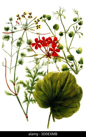 Kranzschnabelpflanzen der Art Geranium africanum, historische, digital restaurierte Reproduktion eines Originals aus dem 19. Jahrhundert Stockfoto