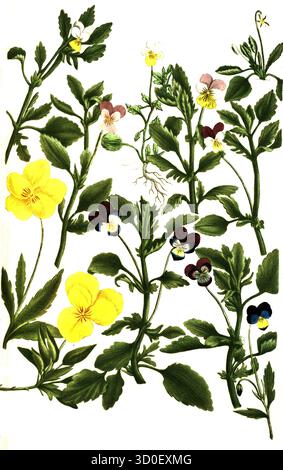 Verschiedene Stiefmütterchen, Viola Tricolor, historische, digital restaurierte Reproduktion eines Originals aus dem 19. Jahrhundert Stockfoto