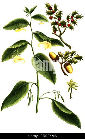 Ilex coccigera, Impatiens, historische, digital restaurierte Reproduktion eines Originals aus dem 19. Jahrhundert Stockfoto