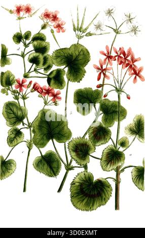 Kranzschnabelpflanzen der Art Geranium africanum, historische, digital restaurierte Reproduktion eines Originals aus dem 19. Jahrhundert Stockfoto