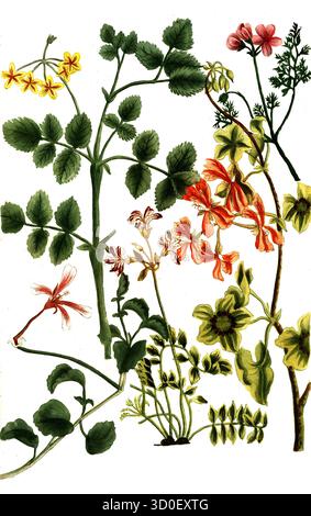 Verschiedene Arten von Kranichschnabel, Geranium africanum, historische, digital restaurierte Reproduktion eines Originals aus dem 19. Jahrhundert Stockfoto