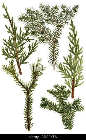 Juniperus, Wacholder, historisch, digital restaurierte Reproduktion eines Originals aus dem 19. Jahrhundert Stockfoto