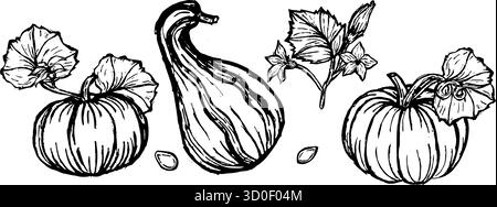 Skizze von Kürbissen mit Blättern im klassischen linearen Stil für Thanksgiving Day, Harvest Festival oder halloween. Botanische Skizze von Kürbis und Kürbissen. Isoliert auf transparentem Hintergrund. Stock Vektor