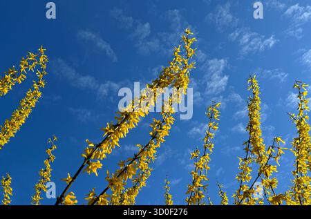 Forsythia goldene Glocken gelbe Blumen auf blauem Himmel. Stockfoto