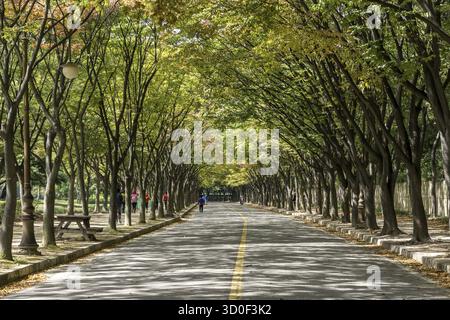 Eine Fahrradstraße im incheon Grand Park, die im frühen Herbst aufgenommen wurde, wenn das Laub beginnt, diese herbstliche Farbe zu verleihen. Aufgenommen in Incheon, Südkorea, incheon, Stockfoto