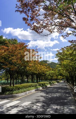 Eine Fahrradstraße im incheon Grand Park, die im frühen Herbst aufgenommen wurde, wenn das Laub beginnt, diese herbstliche Farbe zu verleihen. Aufgenommen in Incheon, Südkorea, incheon, Stockfoto
