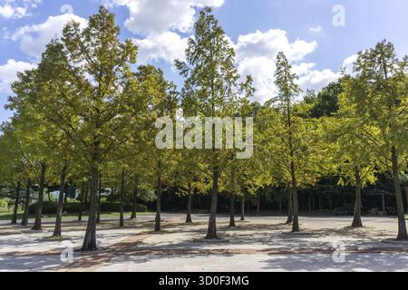 Eine Fahrradstraße im incheon Grand Park, die im frühen Herbst aufgenommen wurde, wenn das Laub beginnt, diese herbstliche Farbe zu verleihen. Aufgenommen in Incheon, Südkorea, incheon, Stockfoto