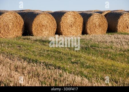 Strohballen auf einem schottischen Ackerfeld nach der Ernte Stockfoto