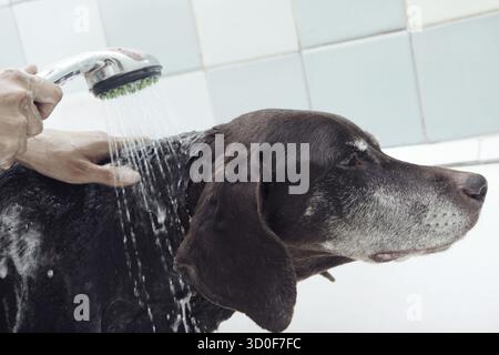 Menschliche Hände halten, Dusche und Waschmaschine Hund. Gesicht des Tieres mit Wasser bedeckt. Natürliche Farben Stockfoto