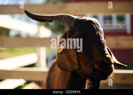 Ziege steht draußen in der Nähe von Holzzaun, mit leicht gedrehtem Kopf zur Kamera, mit braunem und schwarzem Fell, langen Ohren, gebogenen Hörnern, gelbem Identifikationsschild am Ohr Stockfoto
