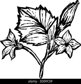 Set aus schwarz-weißer Skizze von Kürbisblüten mit Blättern im Vintage-Stil. Botanische Skizze im linearen Vintage-Stil. Isoliert auf transparentem Hintergrund. Stock Vektor