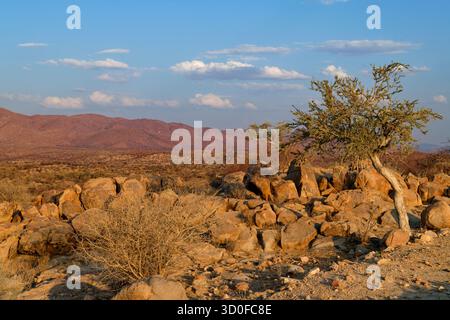 Damaraland: Akazienbäume in einer wüstenartigen Landschaft nördlich von Usakos, Erongo Region, Namibia Stockfoto
