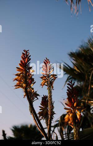 Goldene Aloe-Blüten, beleuchtet von warmem Sonnenuntergangslicht vor klarem blauem Himmel Stockfoto