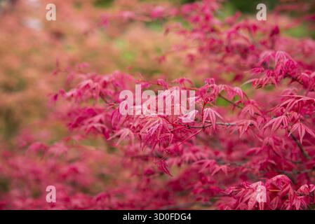 Rote Herbstblätter, japanischer Ahorn mit unscharfem Hintergrund, Amsterdam, Niederlande Stockfoto