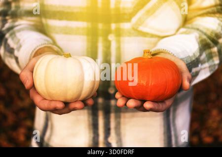 Der Mann in einem karierten Hemd hält einen weißen Kürbis in der einen Hand und einen roten Kürbis in der anderen. Die Szene fängt eine herbstliche Atmosphäre mit gefallenen Blättern ein. Stockfoto
