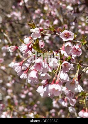 Weiche rosa Kirschblüten im Frühlingssonnenlicht Nahaufnahme der zarten Sakura-Blumen auf Baumzweigen Stockfoto