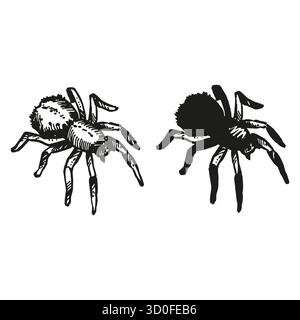 Monochromer Vektor zwei schwarze Spinnen, Tarantel, schwarz-weiße Illustration des Insekts, handgezeichnete Skizze des Mystikers, Hexerei Thema, für Märchen Stock Vektor