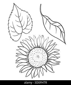 Handgezeichnete schwarze und weiße Illustration mit Sonnenblumentinte und Blättern im botanischen Vintage-Stil. Detaillierte natürliche Skizze, geeignet für Blumendesign, umweltfreundlich Stock Vektor