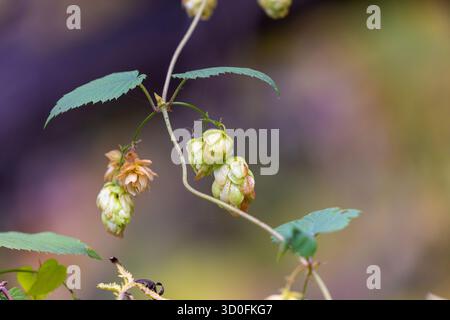 Common Hop (Humulus lupulus) Kegel auf der Rebe – Nahaufnahme in natürlichem Licht Stockfoto
