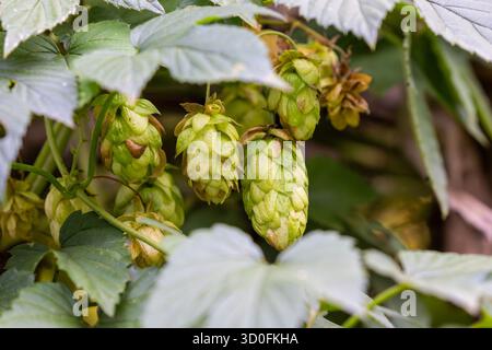 Common Hop (Humulus lupulus) Kegel auf der Rebe – Nahaufnahme in natürlichem Licht Stockfoto