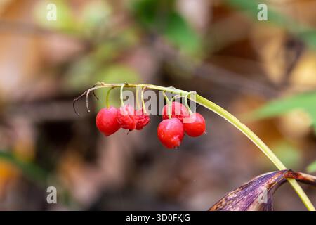 Lily of the Valley (Convallaria majalis) Rote Beeren im Herbstwald Nahaufnahme Stockfoto