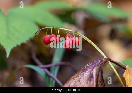 Lily of the Valley (Convallaria majalis) Rote Beeren im Herbstwald Nahaufnahme Stockfoto