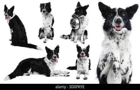 Border Collie Hund isoliert auf weiß, Set von Fotos Stockfoto
