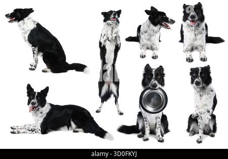 Border Collie Hund isoliert auf weiß, Set von Fotos Stockfoto