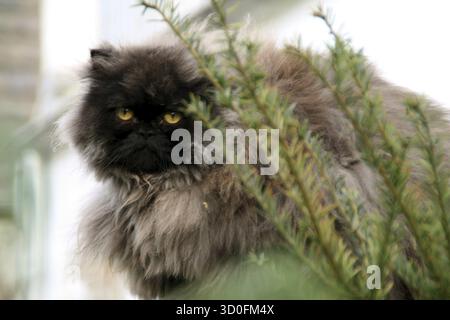 Schöne persische Katze mit vielen schwarzen Haaren / Perserkatze Stockfoto