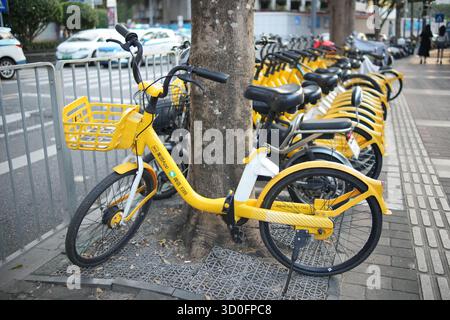 Shenzhen, Guangdong China - 10 16 2024: Gelbe gemeinsame Fahrräder parkten entlang einer shenzhen Stadtstraße in China, wobei ein Fahrrad an einen Baum gekettet ist Stockfoto