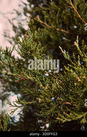 Nahaufnahme Von Wacholderbeeren, Die Auf Baum Wachsen. Wacholderzweig mit blauen und grünen Beeren, die draußen wachsen. Stockfoto