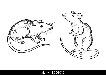 Vektorsatz von zwei Ratten mit einem langen Schwanz, handgezeichnete schwarz-weiße Illustration von Nagetier, Tiermotiv in monochrome, Gravur Tusche Skizze für Fee Stock Vektor