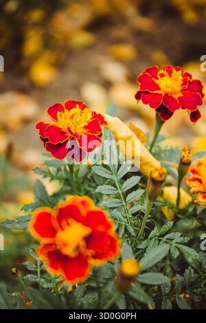Feine wilde Blume Ringelblume Ringelblume im Garten, Foto bestehend aus wild wachsenden Blume Ringelblume Ringelblume bis Graswiese, wilder Anbau Stockfoto